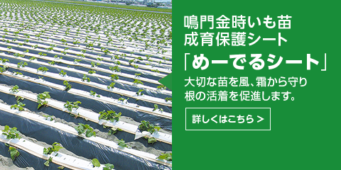 鳴門金時いも苗成育保護シート「めーでるシート」